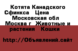 Котята Канадского Сфинкса › Цена ­ 10 000 - Московская обл., Москва г. Животные и растения » Кошки   